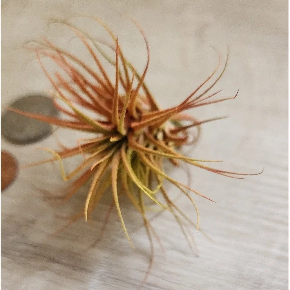Small Colored Dried Airplant Tillandsia‎ Orange Yellow Decorative Botanical